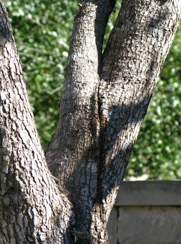 A close-up view of a multi-stemmed tree trunk in image_fed495.png showing a deep structural crack forming down a tight, weak crotch junction, illustrating co-dominant stems at high risk of splitting under heavy snow loads.
