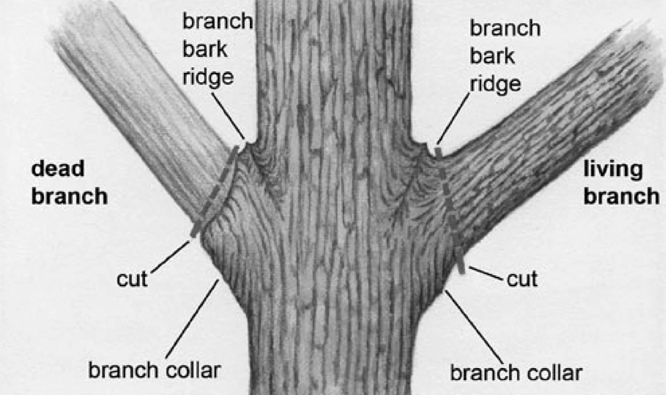 A black and white scientific botanical illustration in image_fed533.png showing a tree trunk anatomy diagram with labels pointing out the "branch bark ridge", "branch collar", and the correct "cut" path to safely prune a branch without damaging the main trunk tissue.