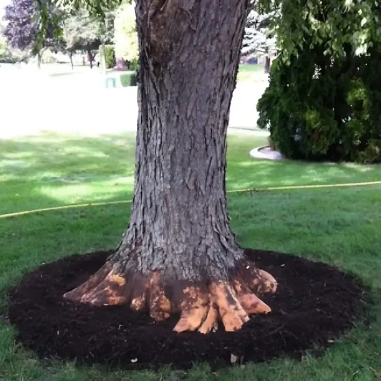 A close-up view of the base of a mature tree trunk on a green lawn, showing a wide, flat ring of dark organic mulch carefully spread around the root system while keeping the natural root flare fully exposed and free of debris.