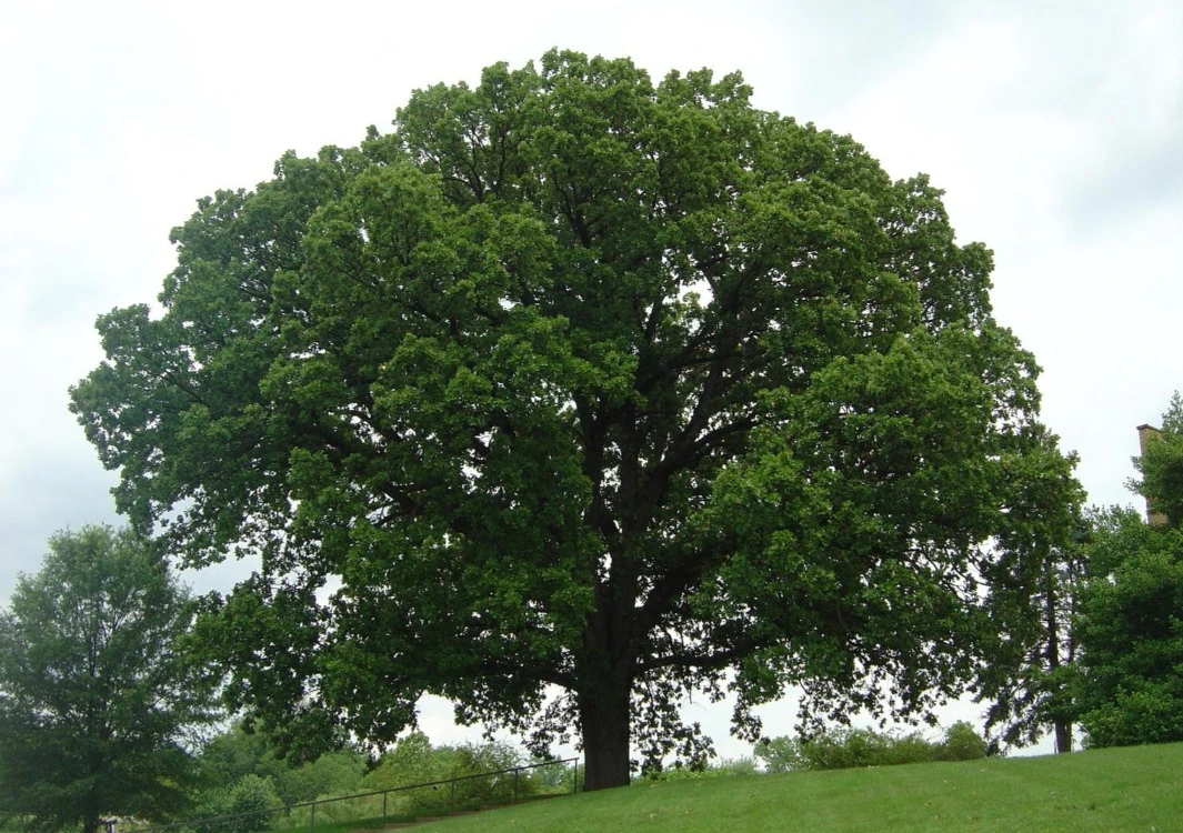 A large, healthy mature oak tree with a massive, dense green canopy standing prominently on a grassy hillside in image_fe5139.png, showcasing a resilient and drought-tolerant species suitable for the regional climate.