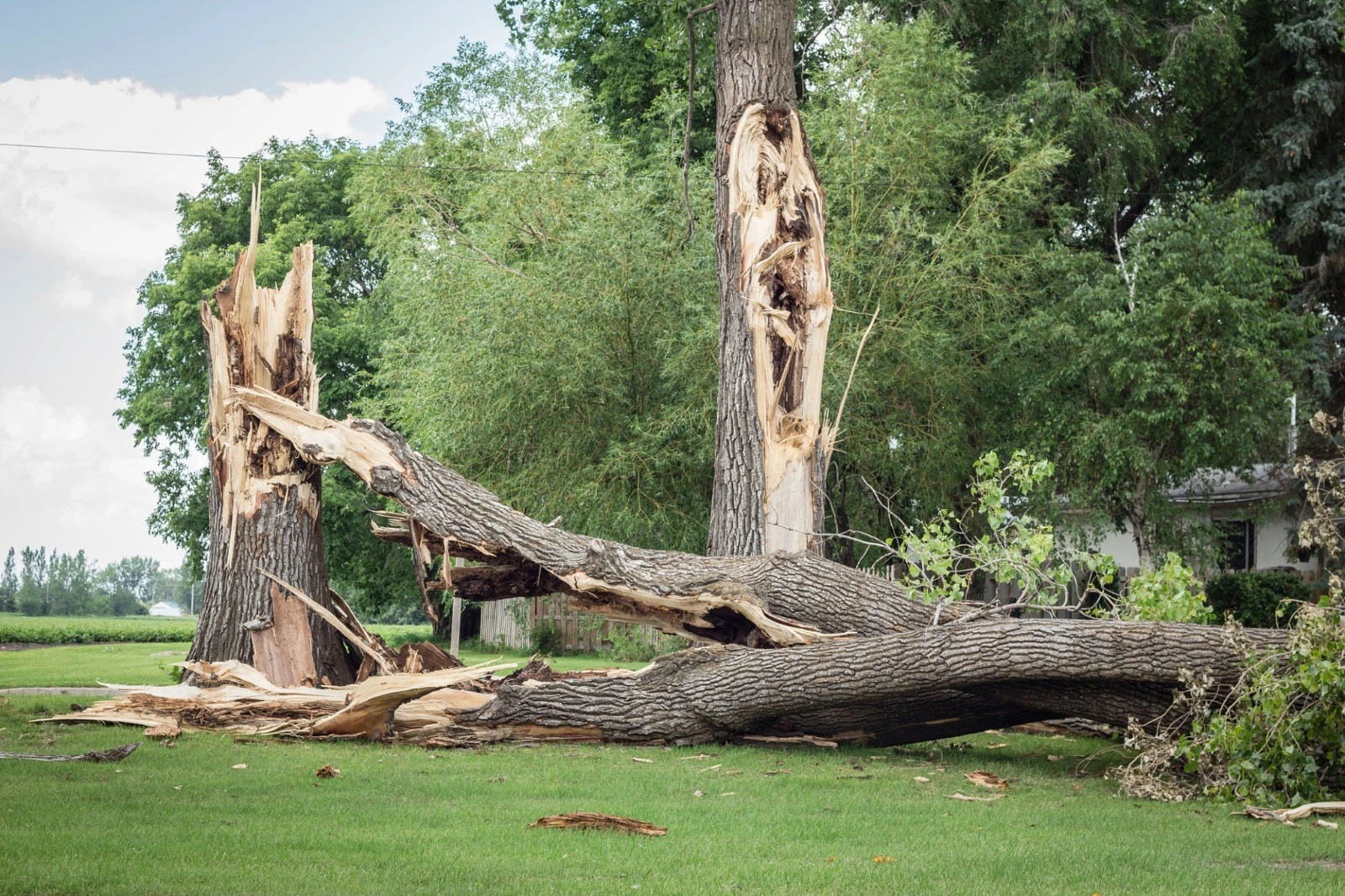Tree damaged by strong winds during a Treasure Valley storm