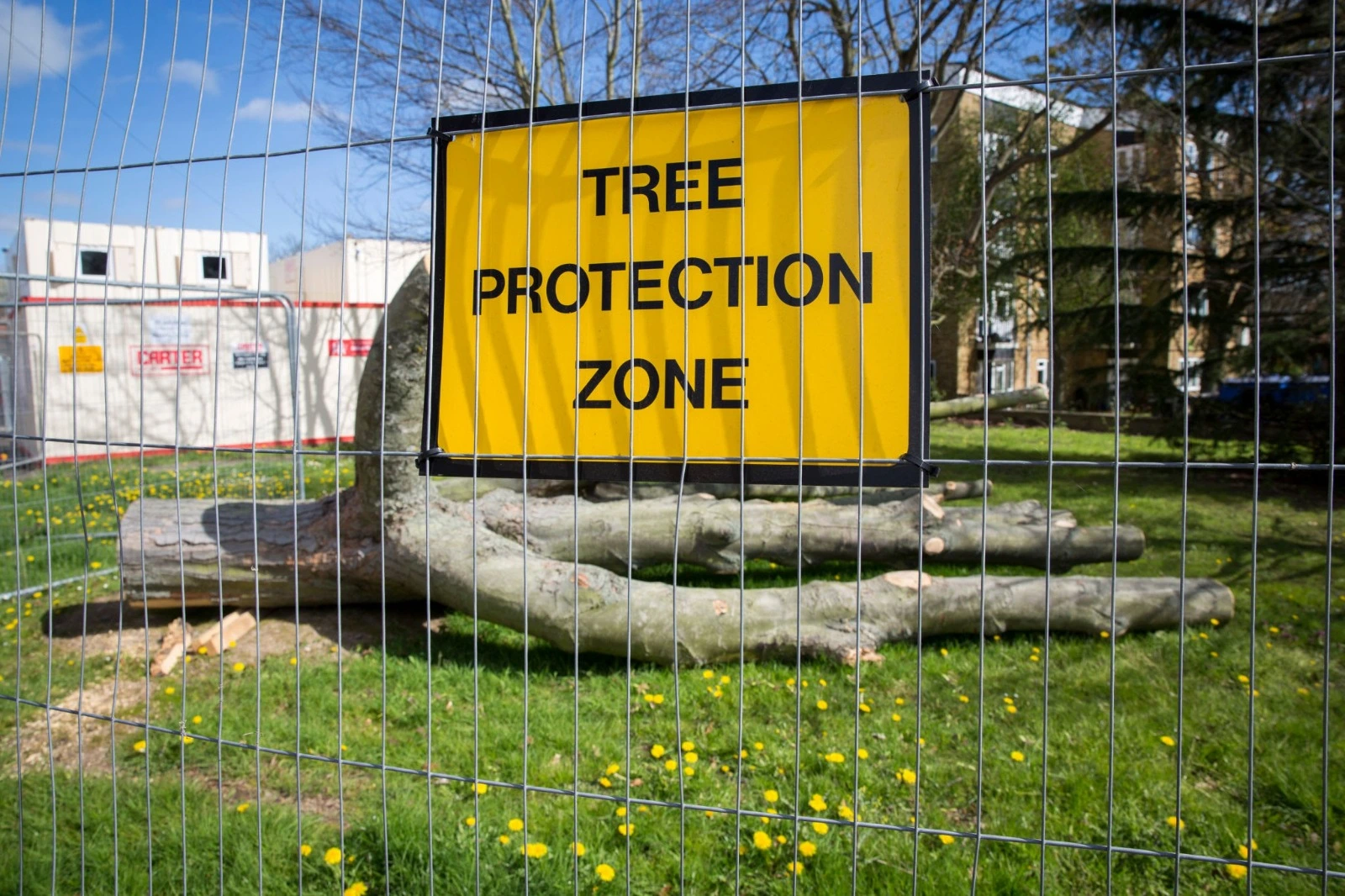 Tree root zone protected during construction