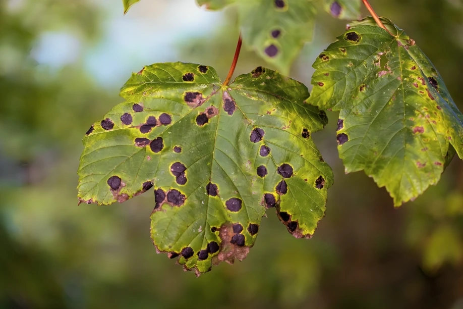 Anthracnose symptoms on tree leaves in Boise Idaho