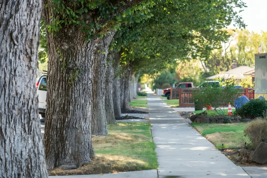 Street tree near a residential property subject to local tree regulations