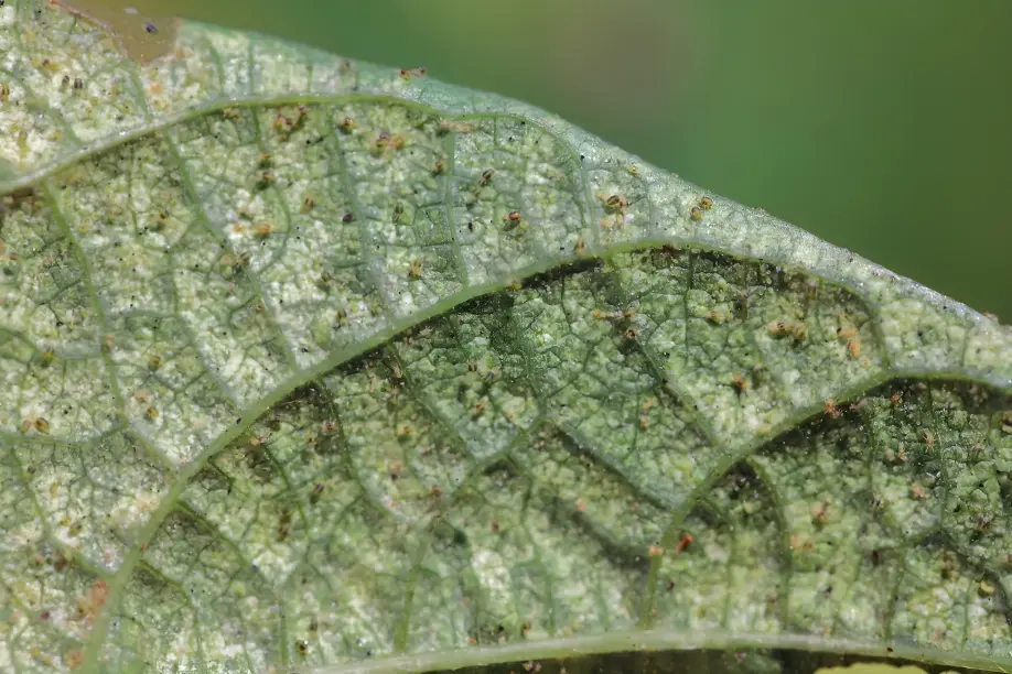 Close-up of spider mites and aphids affecting a tree