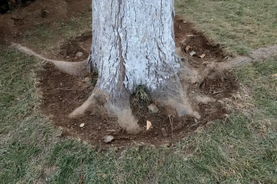 Clay soil in the Treasure Valley affecting tree and plant growth