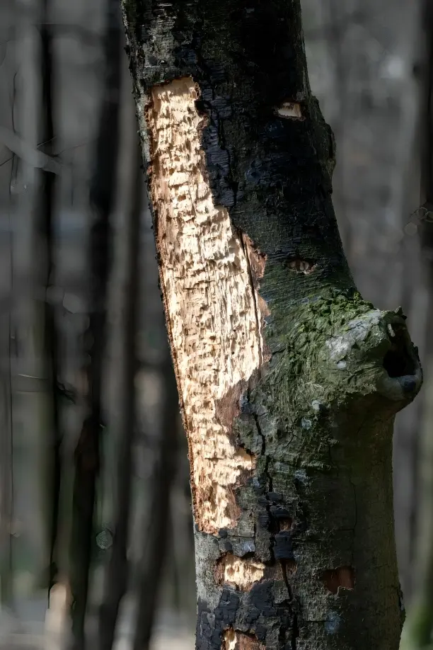 Tree showing symptoms associated with Thousand Cankers Disease